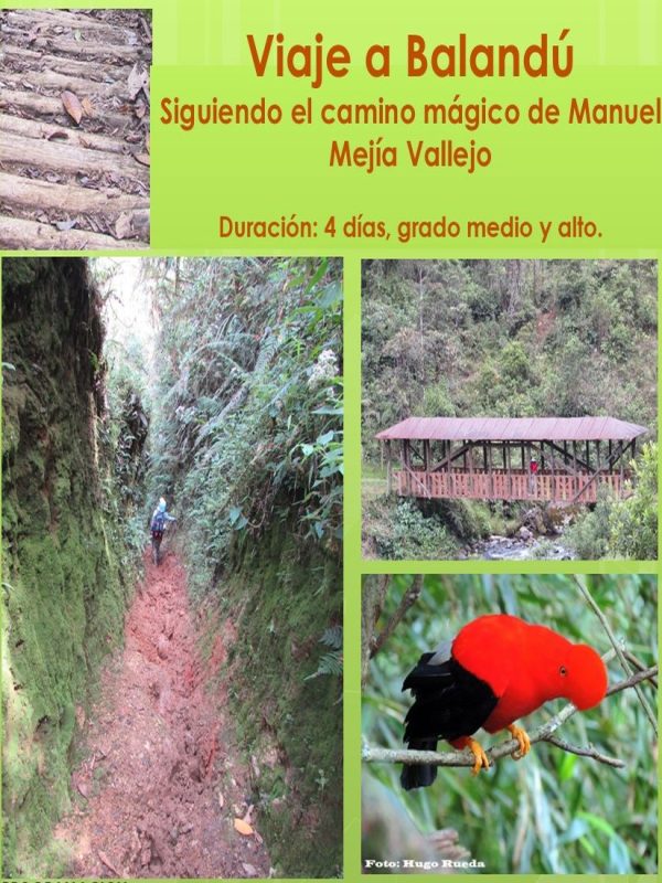 Balandu_2025_info_comp